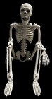 Skeletons  Three Jointed Poseable Quality Skeletons Halloween 24 Inches Tall