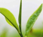 Purple Tea Loose Leaf Kenya Organic Premium Specialty Nandi Exp May 2028