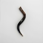 Shofar Yemenite Kudu Horn 24   -26     52-67cm  Kosher Half Polish Free Shipping Usa