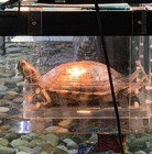 Labrinx Designs Extra Large Wide Hanging Turtle Ramp - Aquatic Reptile Basking