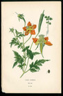 1896 Edward Step Flowers Original Antique Scarlet Geum  Orange Loasa 2 Prints