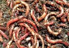 Live Dillies Baby Nightcrawler Worms Fish Pet Food Earthworm   Fishing Bait Bulk