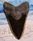 Megalodon Shark Tooth 5 3 8 Shark Teeth Huge Sharp Fossil Stunning Color  real
