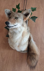 Professional Coyote Shoulder Taxidermy Mount   Excellent Condition