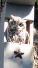 Veteran Made Owl Nesting Box - Screech Owl House