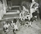 1940 s Era Saint Bernard Dog Family 8x10 Photo Mother With Litter Of Puppies