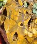 Rare 4 7 Lb Top Quality Brecciated Jasper-agate Rough  dendritic  From Utah