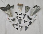 Lot Of 24 Fossilized Sharks Teeth  Sharks Tooth Rock Fossil Mineral