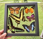 Real Framed Butterflies Mounted Wood Black Double Glass 8 5 x8 5 