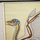 Vintage German Dr  Lips Bird Anatomical 52x38 Poster Biology Education Wall Art