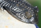 Well-prepped Trilobite Fossil  Hollardops Mesocristatus  From Morocco  1