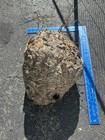 Wasp Nest Bees Nest Nature Bald-faced Hornet Nest Hive