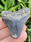 Natural Beautiful 1 79    Megalodon Tooth Fossil Shark Teeth