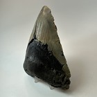 Megalodon Shark Tooth 5 65 Inch - Huge - Beautiful Fossil - Real Teeth 19723
