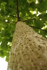 Beautiful Paulownia Tree Paulownia Elongata - 200 Seeds   less S h  promo 