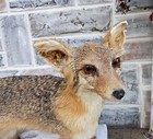 Vintage Taxidermy Full Body Red Fox In Standing In Snow