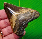 3 05    Megalodon Shark Tooth Real Fossil No Restorations Sharks Teeth