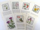 Vintage Wildflower Illustrations     Paper Pack For Scrapbook   Junk Journal