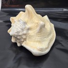Vtg Florida Fighting Conch Strombus Alatus 4 l Thick Structure 