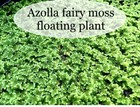  buy 2 Get 1 Free  Azolla Filiculoides Fairy Moss Live Aquarium Floating Plant    