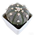 No Spine Star Cactus  astrophytum Asterias  Perfect For Home   Office Decor