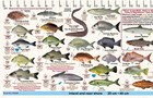 Fish Measure Sticker Decal - New South Wales
