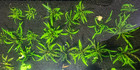 Hygrophila Pinnatafida - Live Aquatic Plants - Middle Ground Plant