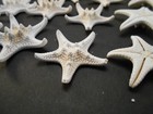 12 White Knobby Starfish 2-3  Beach Wedding Decor Nautical Crafts Hobby Real