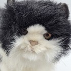Hansa Black White Long Hair Cat Plush Portraits In Nature Collection 15 