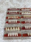 Vtg Luxodent Dental Prosthetic False Teeth Dentures Crafts Oddity Halloween