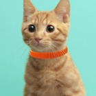 15pcs Puppy Id Collars Puppy Whelping Collars Adjustable Dog Identification Band