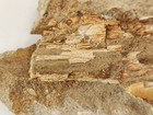 Odontopteryx Toothed Bird Bone Fossil - Ouled Abdoun Basin - Oued Zem  Morocco 