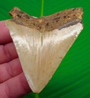 Megalodon Shark Tooth  Fossil - 3 23     Real Sharks Teeth  Serrated