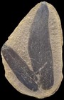 Mazon Creek Fossil Formation   Macroneuropteris Fossil Fern        