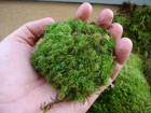 Pillow Moss For Floral Arrangements Terrariums House Plants