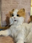 Furreal Friends Lulu My Cuddlin Kitty Interactive Orange   White Cat