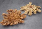 Crown Of Thorns Starfish Acanthaster Planci  1 Starfish 6-7  Inches 