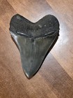 Megalodon Shark Tooth - Real Fossil - 4 75  - Shark Teeth
