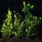 Buy 2 Get 1 Free Hornwort  ceratophyllum  Live Aquarium Pond Plant Planted Tank