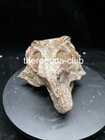 Face Of An Ancient Ceratopsian     Large 14 Cm Psittacosaurus Skull