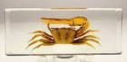 4 3  Real Large Fiddler Crab In Crystal Clear Lucite Resin Paperweight Specimen