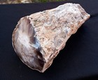 Natural Rare Opalized Mirror Polished Petrified Wood Uv Reactive