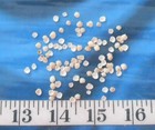   Baby Quahog Shells  spat   100  Ivory beige   Shellcraft  Sailor s Valentines 