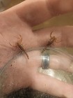 Three  3  Baby small Juvenile Live Devil Scorpions Cb  h spinigerus 