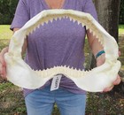 16  Bull Shark Jaw  Shark Teeth  Sharks  52259