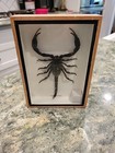 Vintage Insect Specimen Wall Display Framed Scorpion 