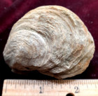 Fossil Oyster From Niobrara Formation  Western Kansas