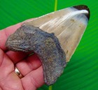 3 55   Megalodon Shark Tooth Colorful Real Fossil No Restorations Sharks Teeth