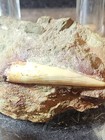 Phytosaur Rutiodon Fossil Tooth In Matrix Triassic Northern Arizona 