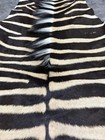 Equus Burcell Large Zebra Skin Rug